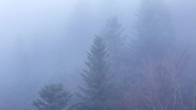 空中环绕着一棵幽灵树，穿过浓雾，笼罩着一个飘渺而喜怒无常的山林