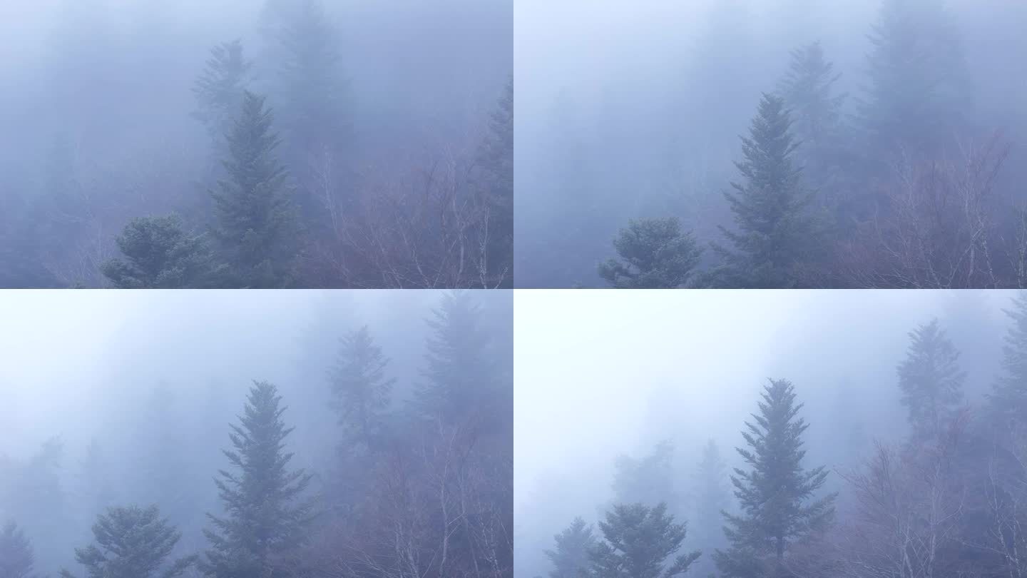 空中环绕着一棵幽灵树，穿过浓雾，笼罩着一个飘渺而喜怒无常的山林