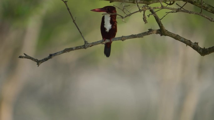 白喉翠鸟栖息在孙德尔本斯红树林的树枝上