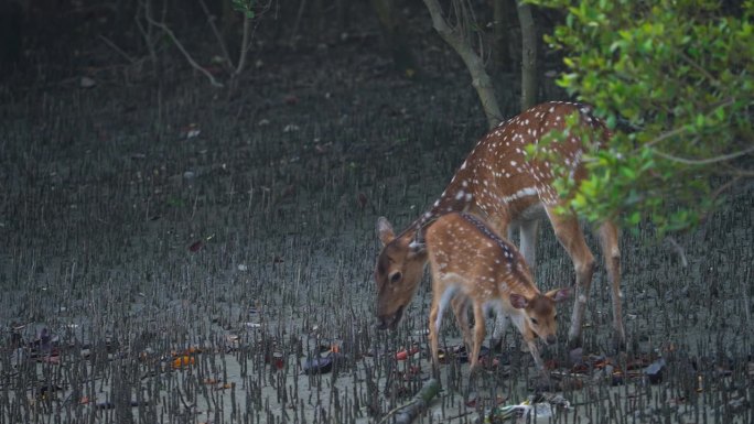 在印度孙德尔本斯的红树林中，斑点鹿或赤鹿