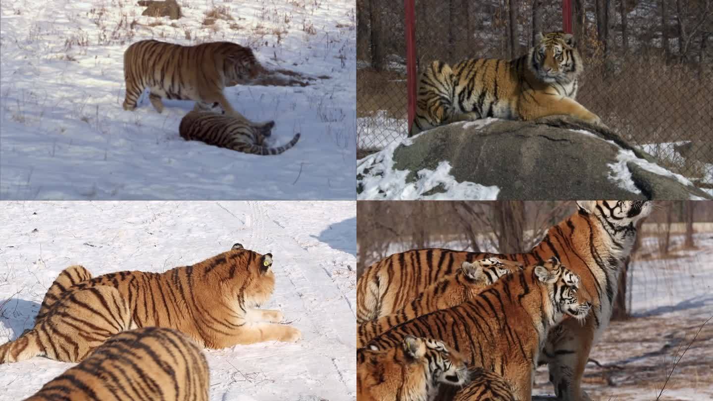 沈阳 怪坡东北虎园 老虎在雪地上行走
