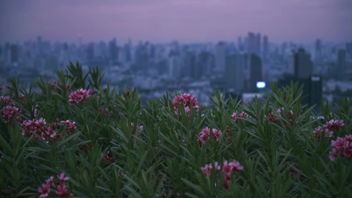 凤尾草夹竹桃花在曼谷城市景观俯瞰黎明