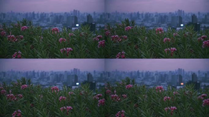 凤尾草夹竹桃花在曼谷城市景观俯瞰黎明