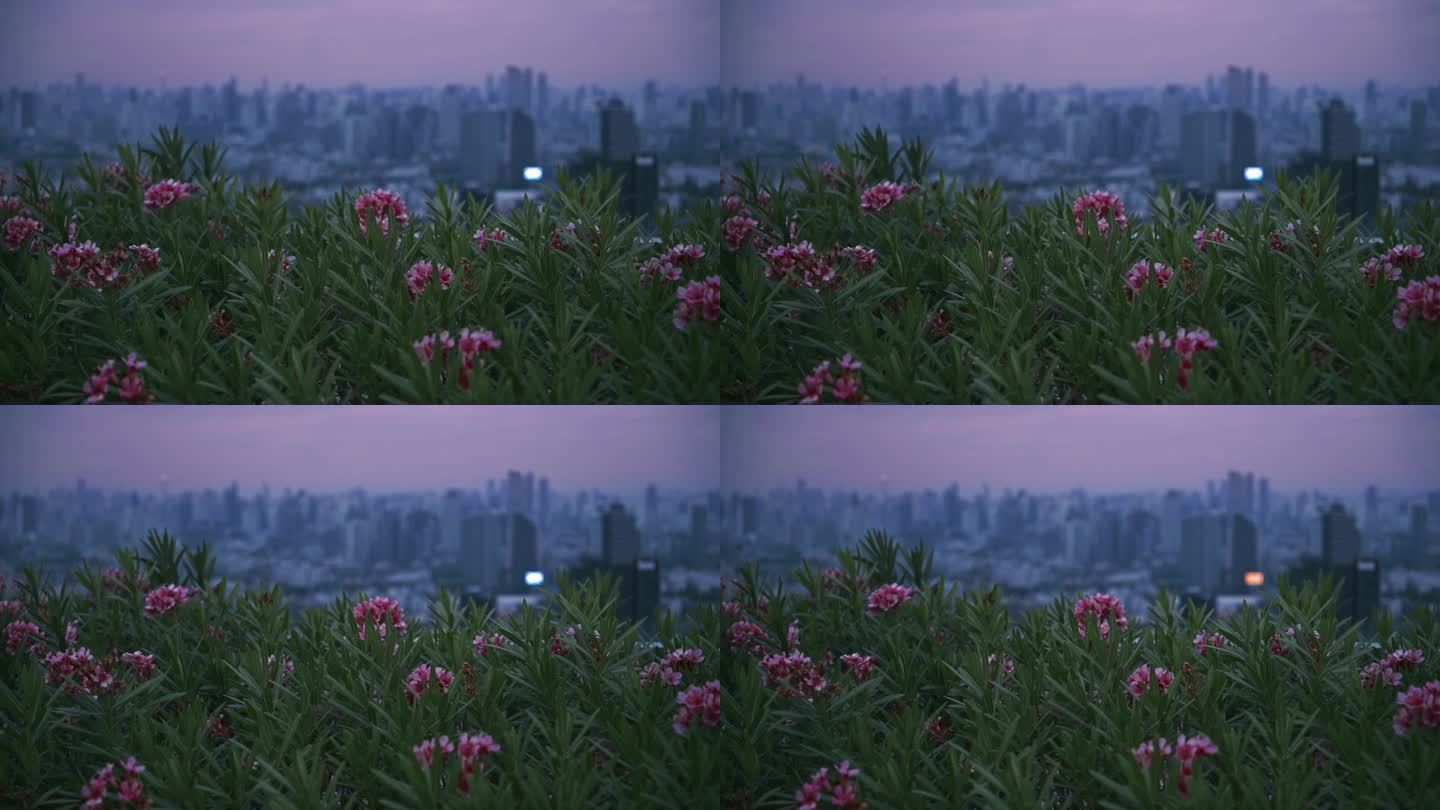 凤尾草夹竹桃花在曼谷城市景观俯瞰黎明