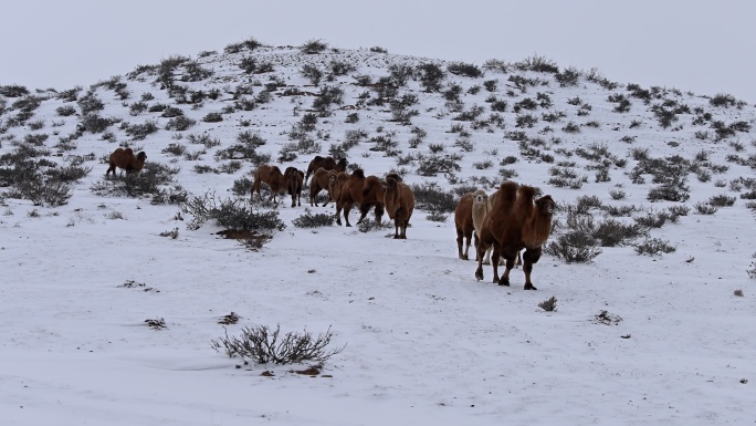 雪地里行走的骆驼  骆驼 雪地 戈壁