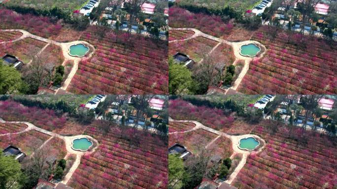 4K南京明孝陵景区梅花山花型池航拍