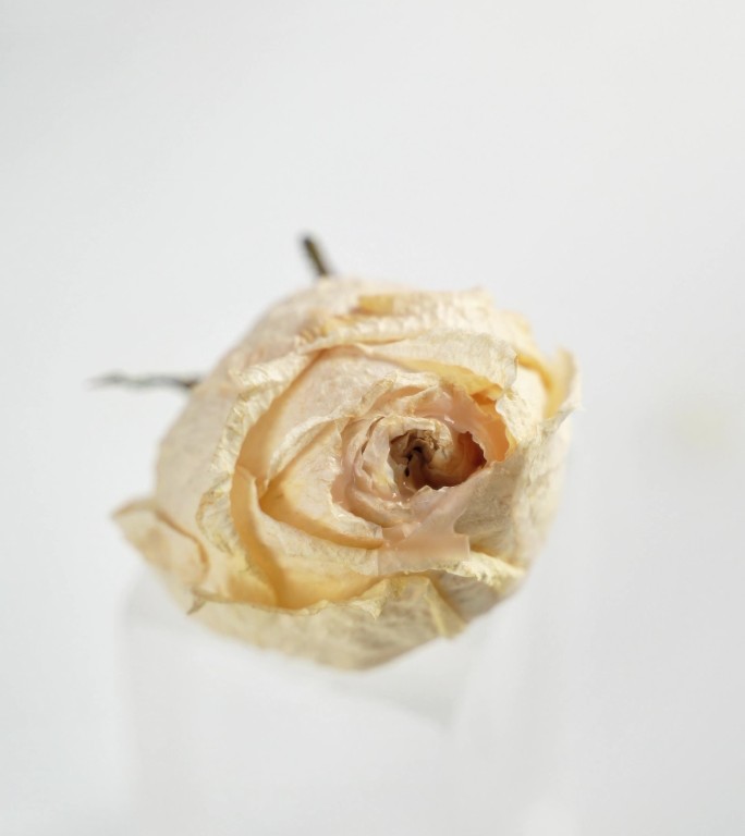 香槟玫瑰鲜花被风吹意境广告