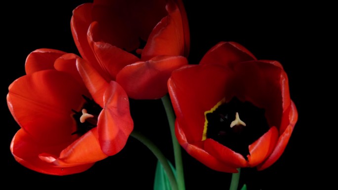 红色郁金香在黑色背景上的延时绽放。春天的象征盛开的时间流逝。树红花开花瓣快。神奇美丽的开花植物