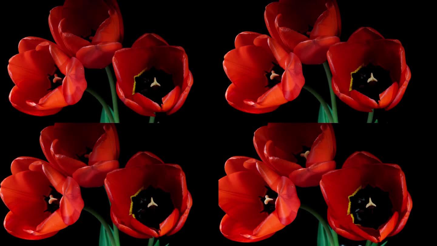 红色郁金香在黑色背景上的延时绽放。春天的象征盛开的时间流逝。树红花开花瓣快。神奇美丽的开花植物