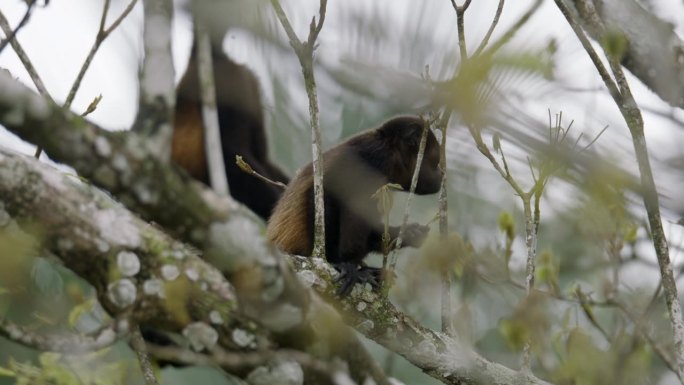 吼猴在哥斯达黎加稀疏的林冠上吃新鲜多汁的树叶