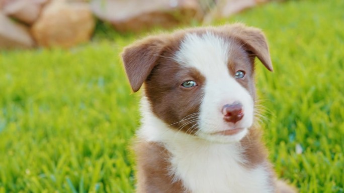 夏天，草坪和狗在家里的花园里生长，动物护理或宠物的主人。可爱的，可爱的或毛茸茸的，还有一只蓝眼睛的小
