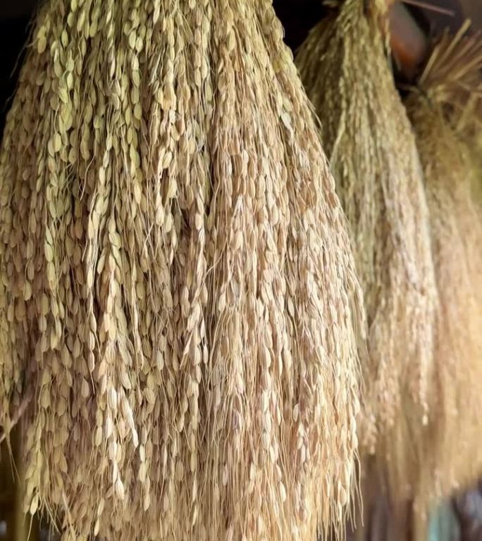 水稻树枝挂在杂物间里，自然干燥，巴厘岛，印度尼西亚