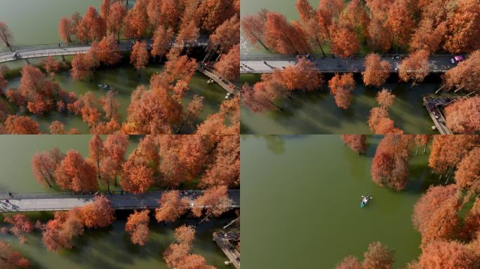 青山湖水上森林