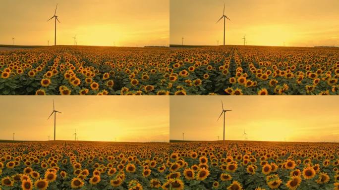 空中黄金时刻威严:向日葵的鸟瞰图与雄伟的风力涡轮机在田野中升起