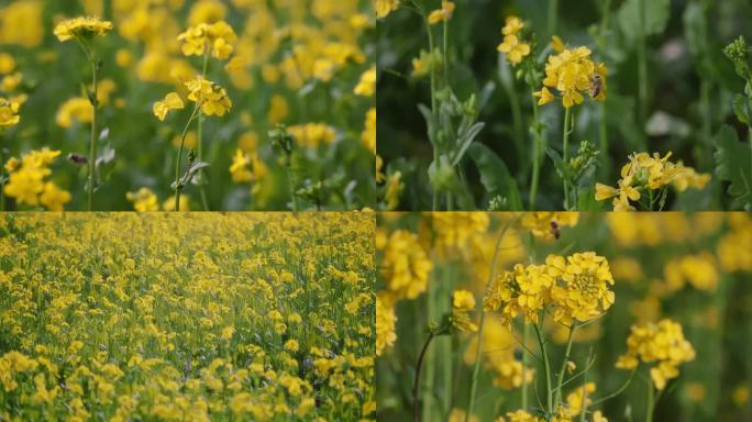 菜花蜜蜂春天蜜蜂菜花油菜花油菜田