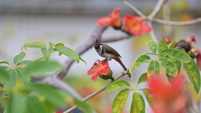 木棉花与小鸟4