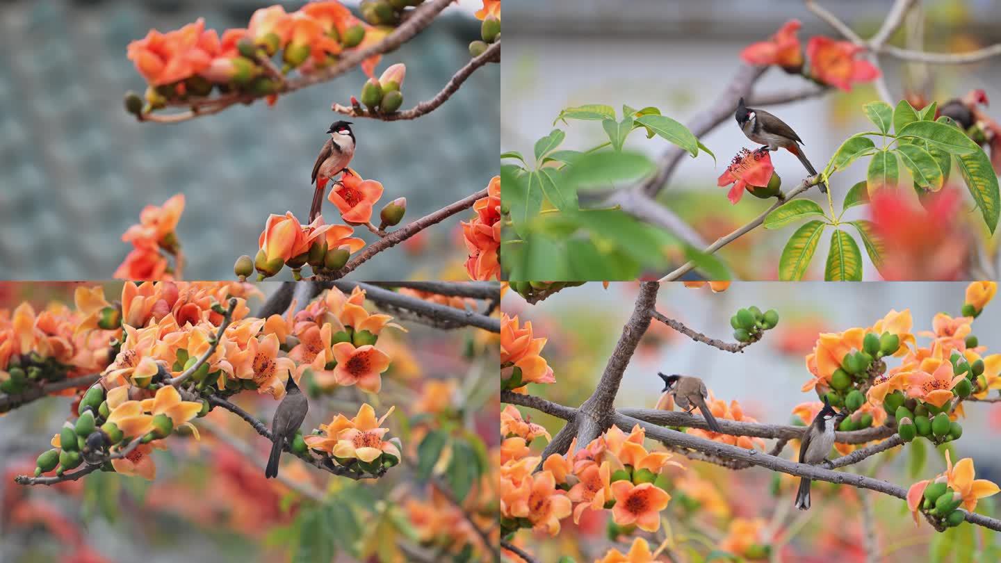 木棉花与小鸟4