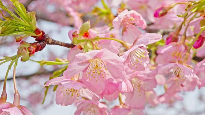 春天粉色樱花早樱河津樱樱花树