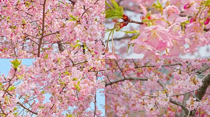 春天粉色樱花早樱河津樱樱花树