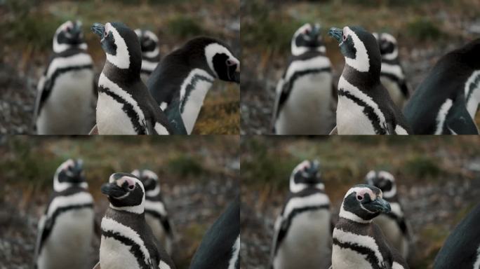 麦哲伦企鹅在阿根廷火地岛的企鹅岛上的殖民地。特写镜头