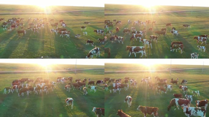 牧场奶牛 美好的奶牛 优质牧场 草原动物