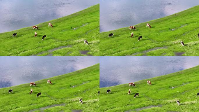 呼伦贝尔草原河边的奶牛
