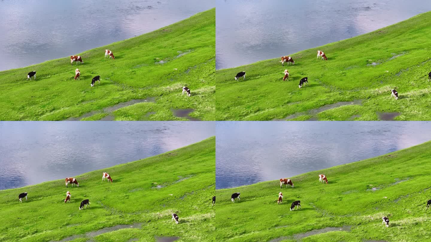 呼伦贝尔草原河边的奶牛