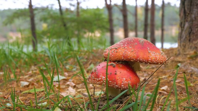 大蘑菇是一种生长在森林里的飞木耳