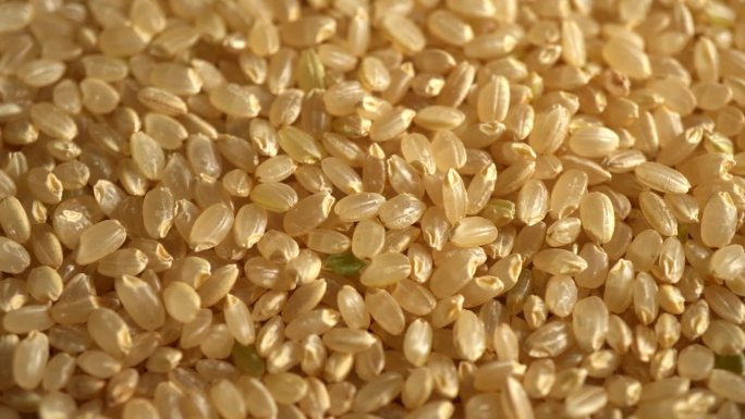 日本糙米金色谷物粮食