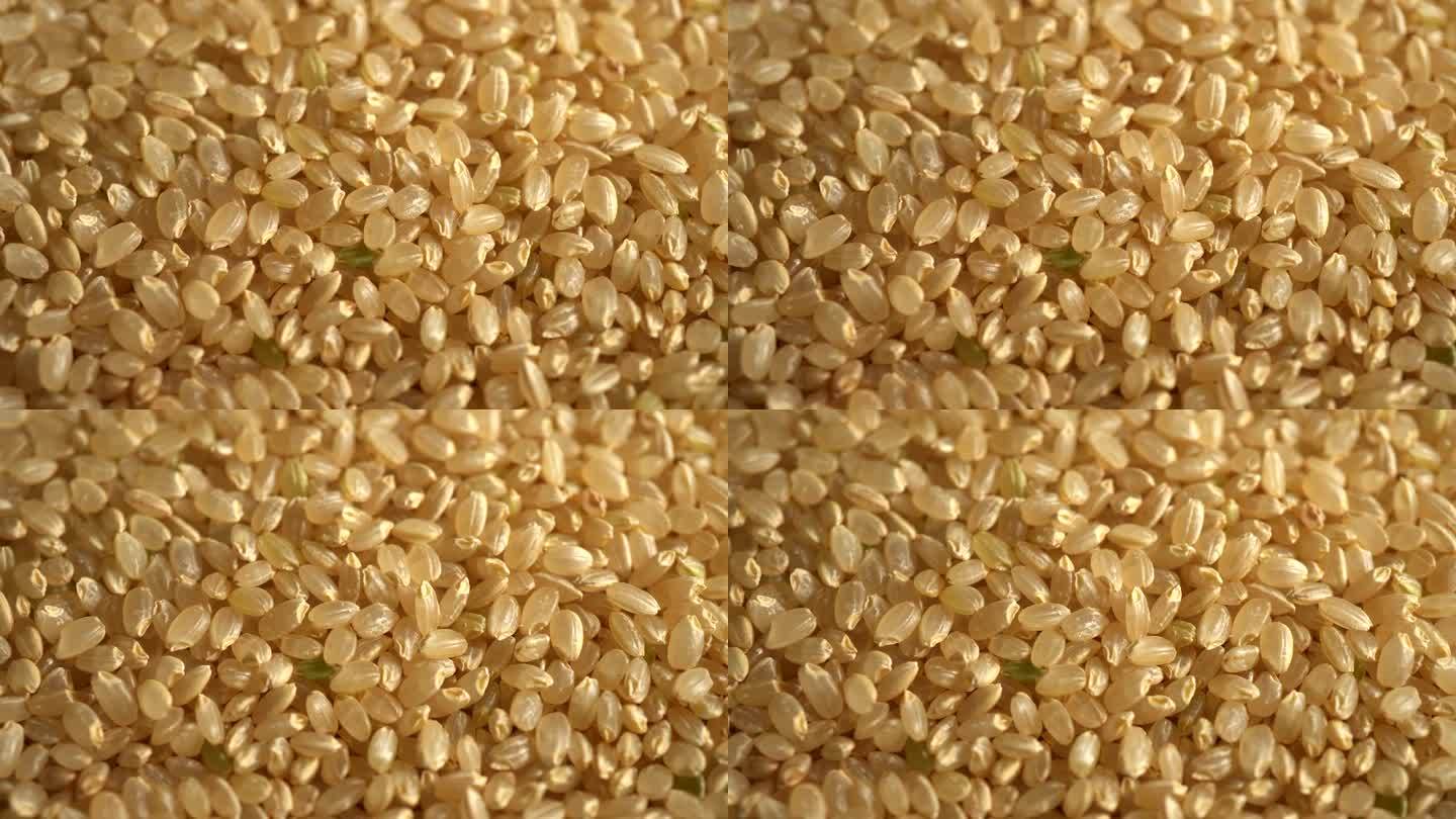 日本糙米金色谷物粮食