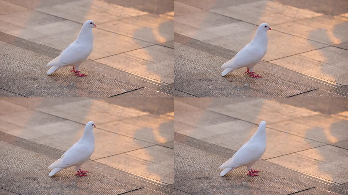 地上有一只白鸽和平象征白色羽毛白鸽
