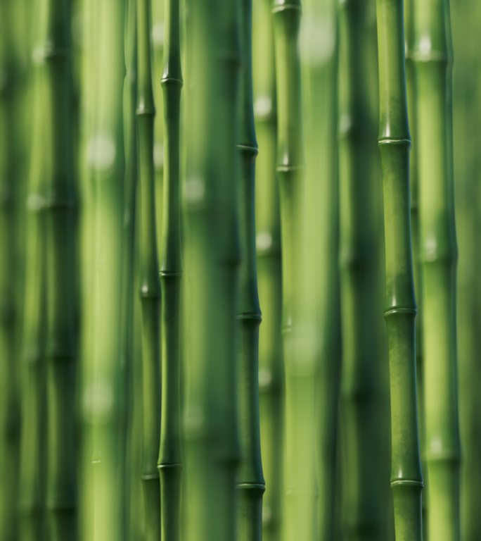 绿色竹子和竹林天然绿色概念3D渲染
