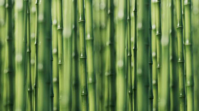 绿色竹子和竹林天然绿色概念3D渲染