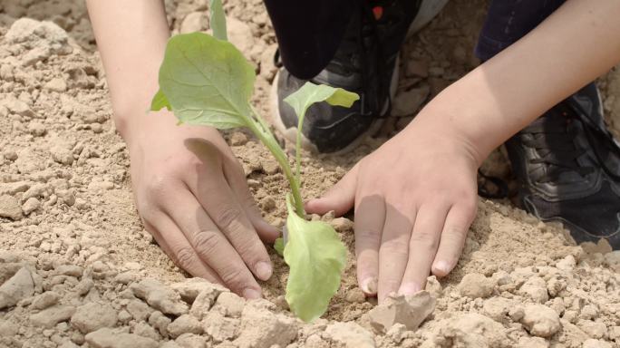 种植番茄苗栽种农作物小学生种植浇水劳动课