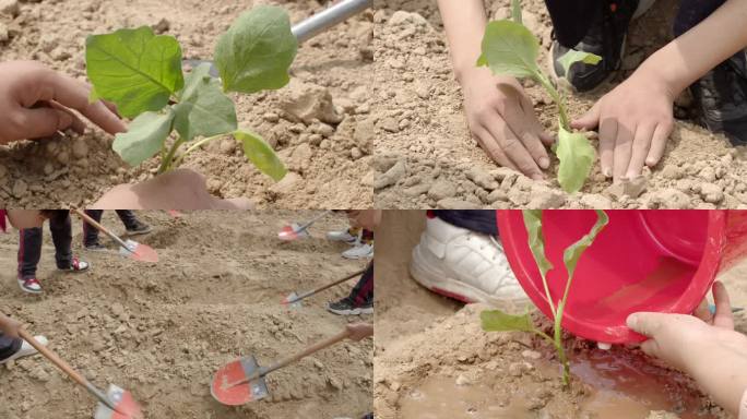 种植番茄苗栽种农作物小学生种植浇水劳动课
