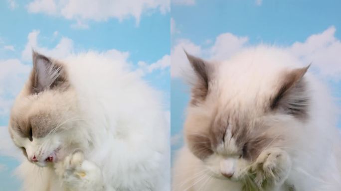 布偶猫在蓝天草地上悠闲的舔毛4k多角度