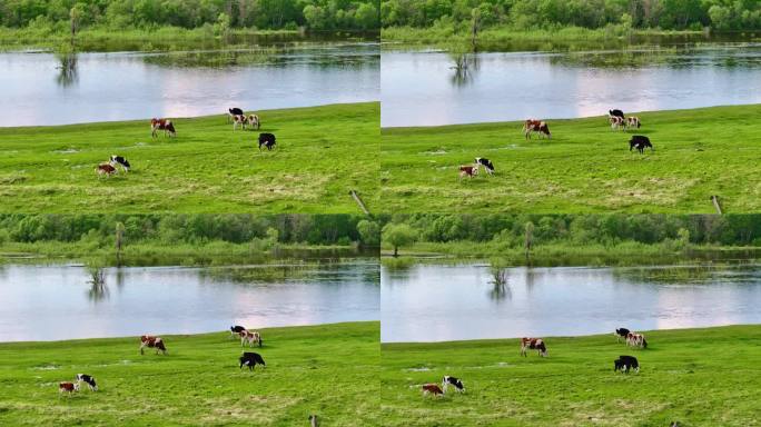 草原河边的牛