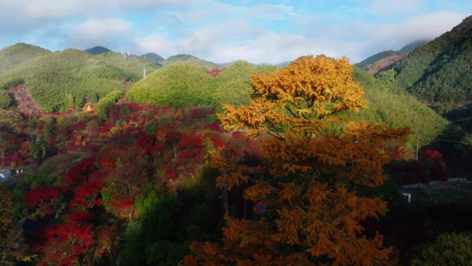 红枫种植美丽乡村共富秋天
