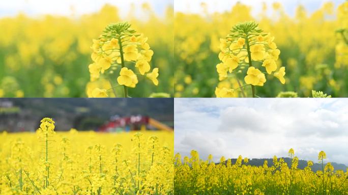 田园春天金黄的花海蜜蜂采蜜特写镜头