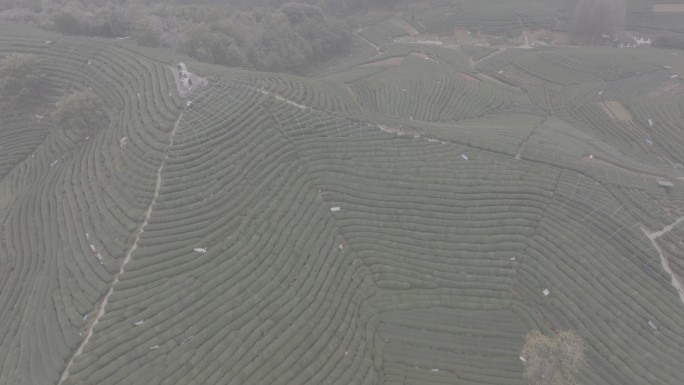 杭州 西湖 龙井 茶田 转塘