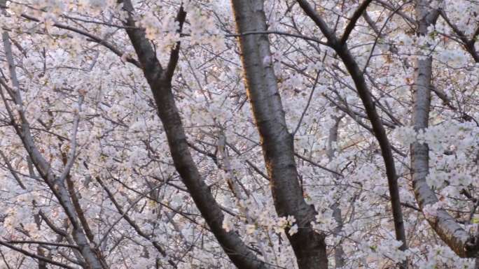春天花朵樱花盛开植物风景视频素材40