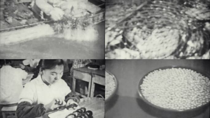 广东南海珍珠贝养殖 60年代 70年代