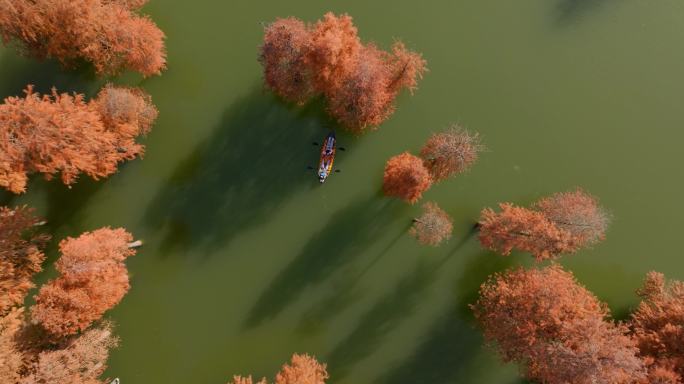 青山湖水上森林