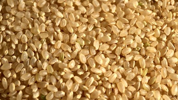日本糙米加工好的粳米