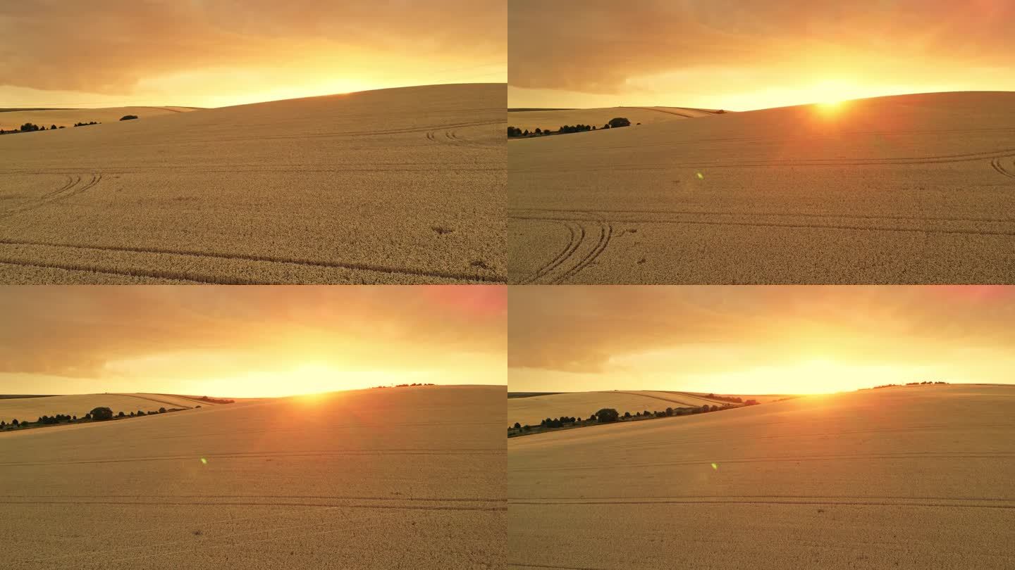 空中金色黄昏:摩拉维亚地区无尽麦田的日落无人机镜头。鸟瞰图