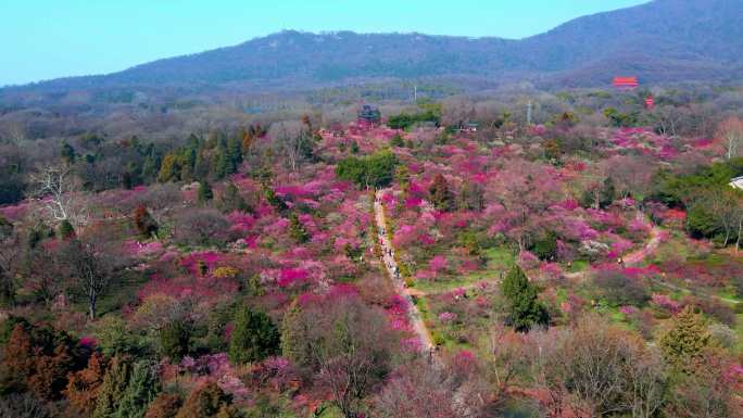 4K南京明孝陵景区梅花山观梅轩航拍大景