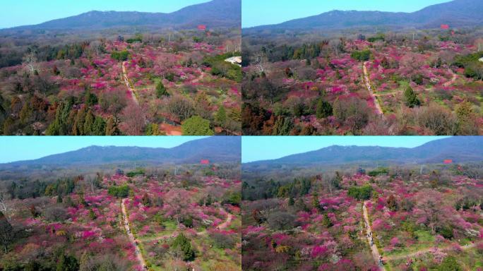 4K南京明孝陵景区梅花山观梅轩航拍大景