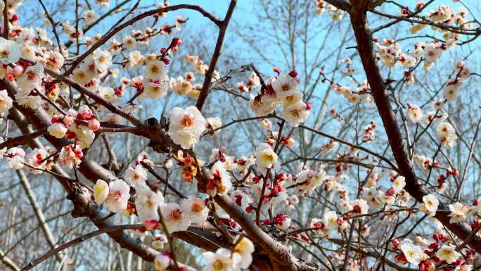 4K高清南京梅花山白梅树盛开运镜