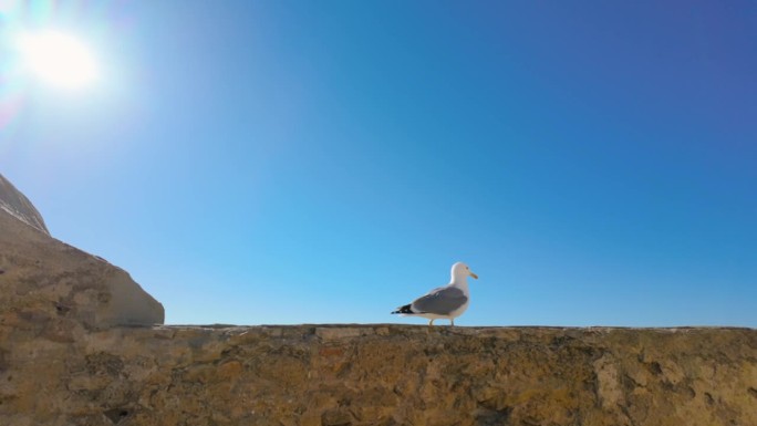一只孤独的海鸥站在墙上，背景是湛蓝的天空，体现了沿海生活的本质，以及与开阔的天空和海洋相关的自由
