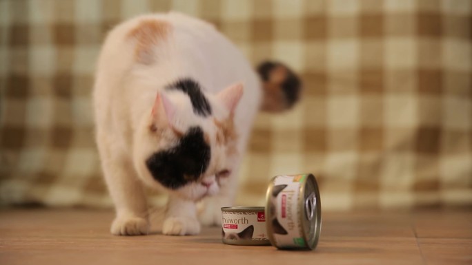 猫 猫粮 宠物食品